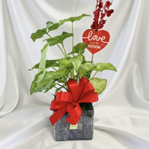 Syngonium for love G1-42057