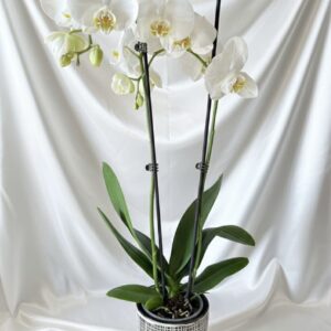 White orchid G1-42076