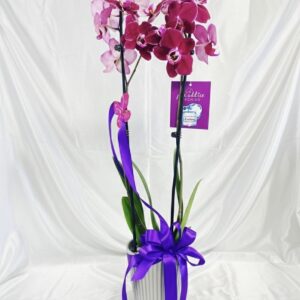 Lilac orchid G1-42059