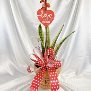 Snake plant in love paradise G1-42055